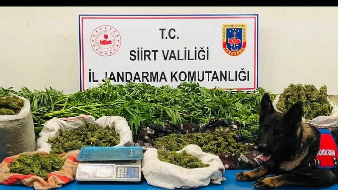 Siirt'te Evinin Bahçesinde Kenevir Yetiştiren Şüpheli Tutuklandı