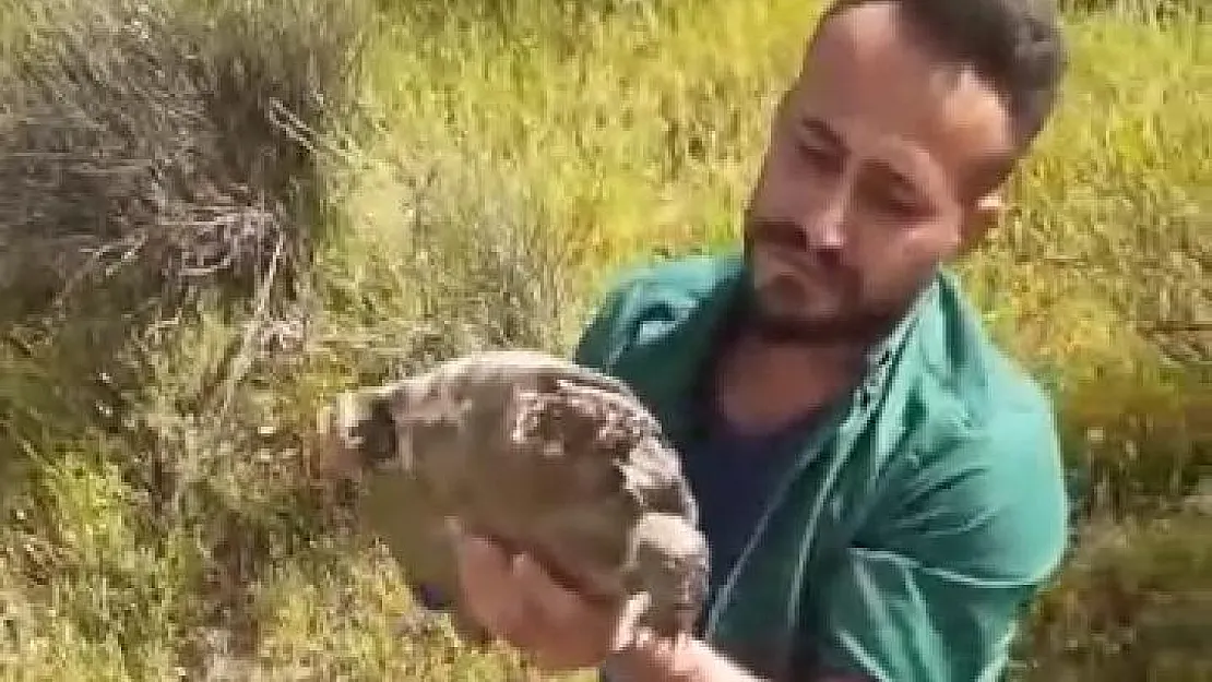 Ilısu Baraj Göletinde Mahsur Kalan Kaplumbağalar Teknelerle Kurtarıldı