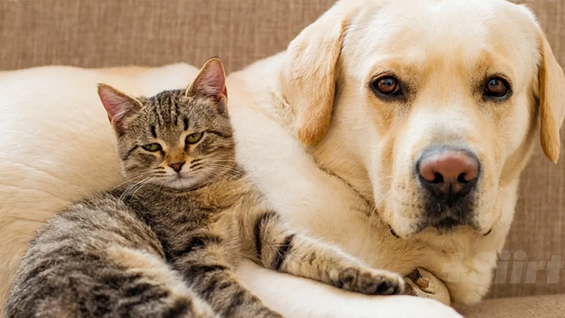 Sahipli kedi, köpek ve gelinciklerin kimliklendirilmesi zorunlu oluyor