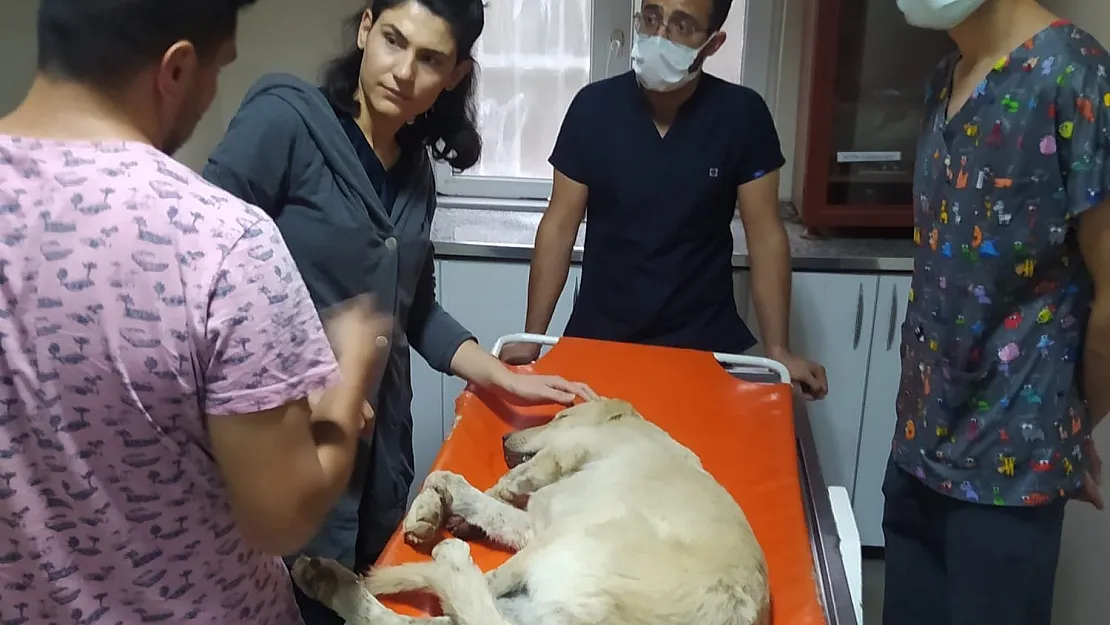 Siirt'te aracın çarptığı köpek tedavi altına alındı