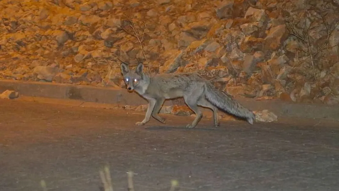 Mardin'de tilkiler yiyecek aramak için kent merkezine indi