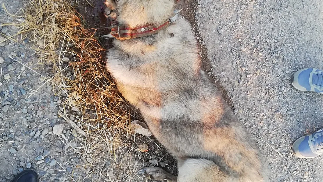 Sürücünün çarpıp kaçtığı köpeğe vatandaş sahip çıktı