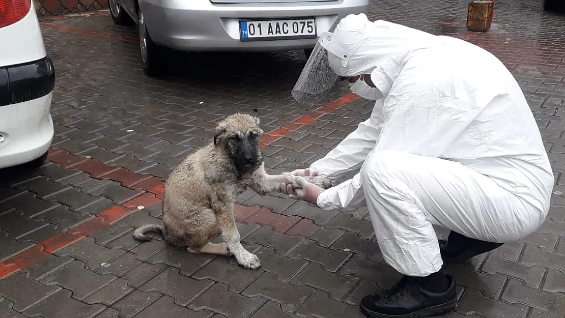 Siirt'te Patisi Kırılan Köpeğin Yardımına Koronavirüs Ekipleri Yetişti