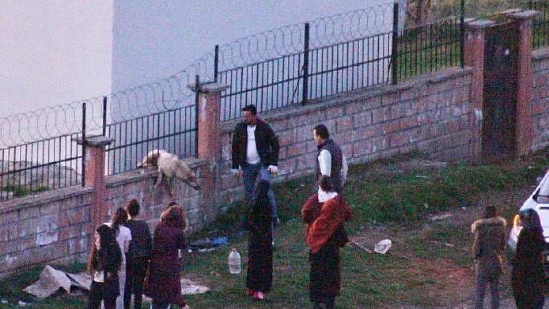 Siirt'te Korkuluklarda Sıkışan Köpek Kurtarıldı