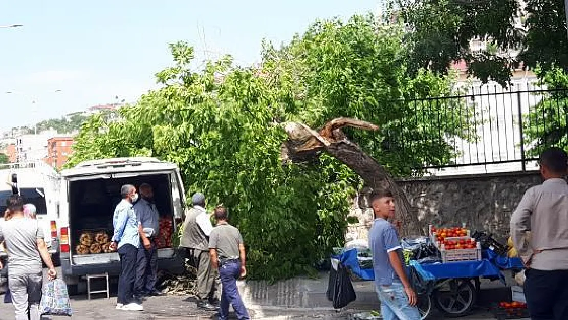 Siirt'te Yolda Yürürken Kafasına Ağaç Devrildi