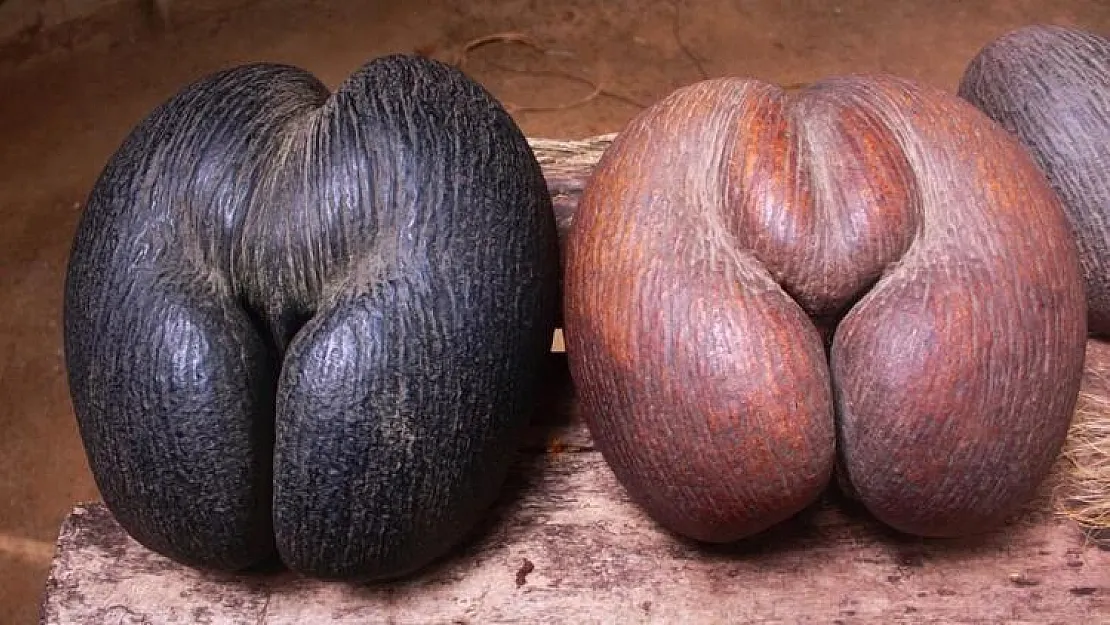 Dünyanın en büyük tohumu 'coco de mer'! Meyve vermesi 50 yıl sürüyor...