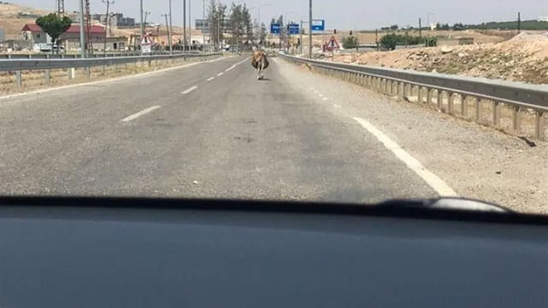 Başı boş inekler trafikte tehlike saçıyor