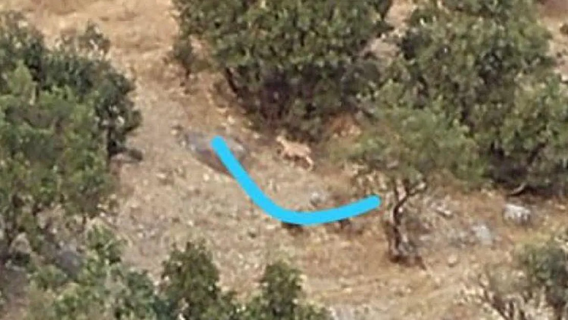 Siirt'te Koruma Altındaki Yaban Keçileri Kameralara Yansıdı