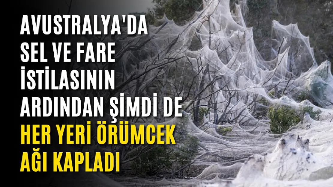 Avustralya'da sel ve fare istilasının ardından şimdi de her yeri örümcek ağı kapladı