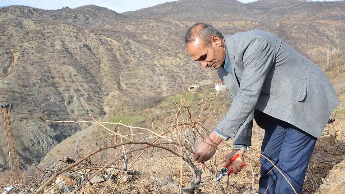 Siirt'te bağ budama mevsimi başladı