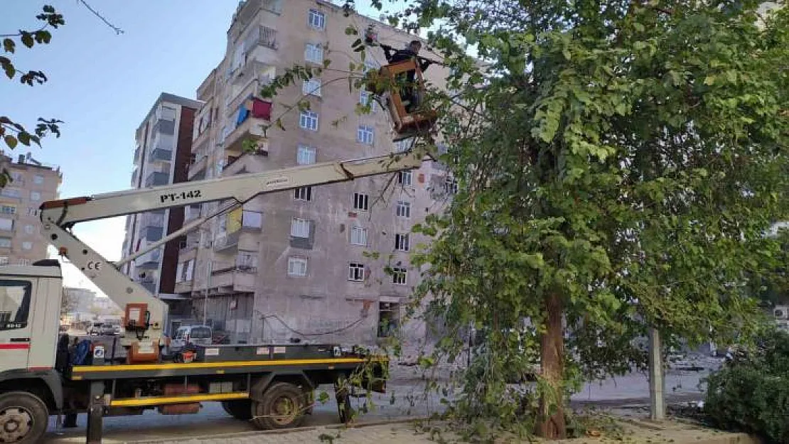 Bağlar'da görüntü kirliliği ve bakım ihtiyacı olan ağaçlar budandı