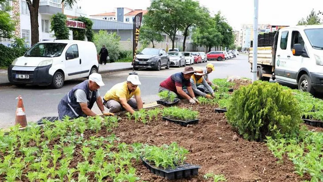 Bağlar'da refüjlere kadife çiçekleri dikildi