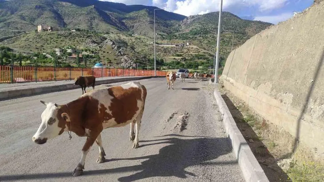 Batman'da başıboş inekler, sürücülere zor anlar yaşatıyor