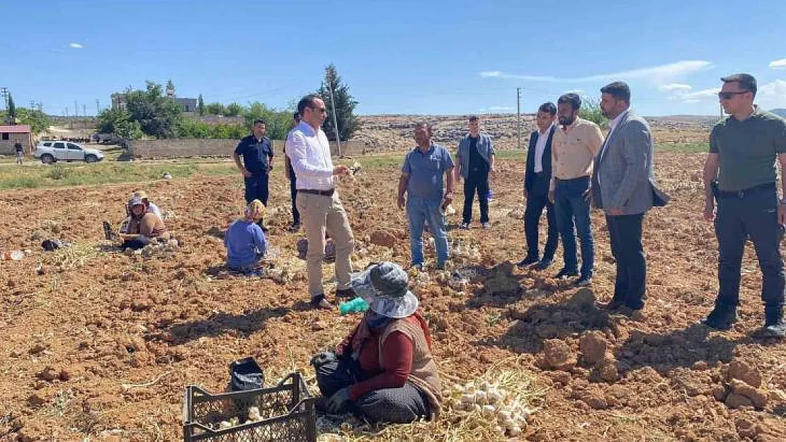 Besni'de sarımsak hasadı başladı