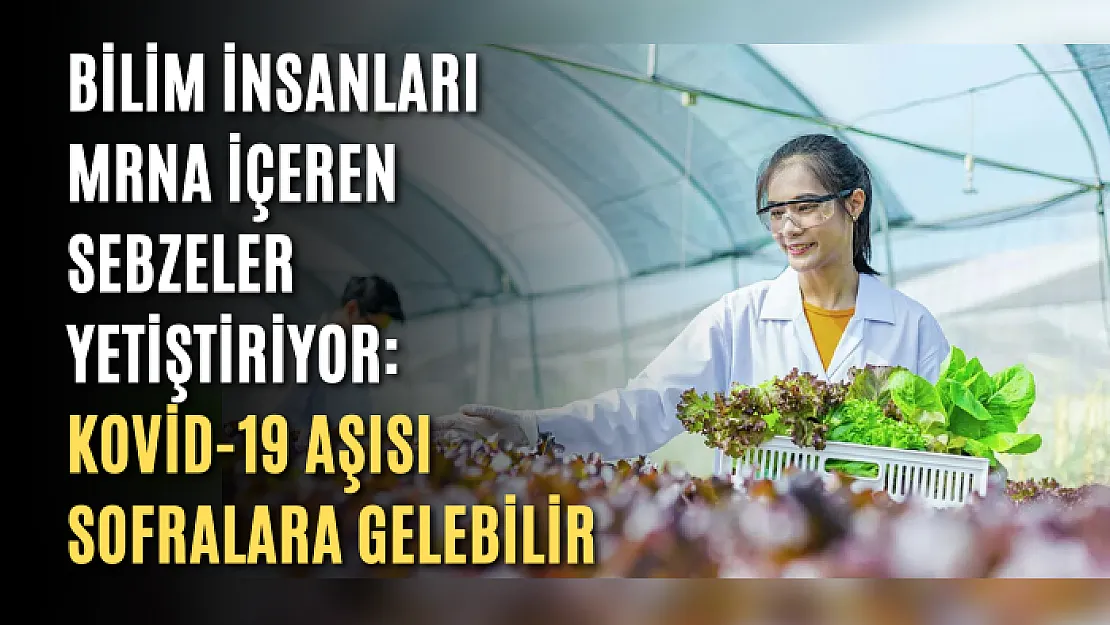 Bilim insanları mRNA içeren sebzeler yetiştiriyor: Kovid-19 aşısı sofralara gelebilir