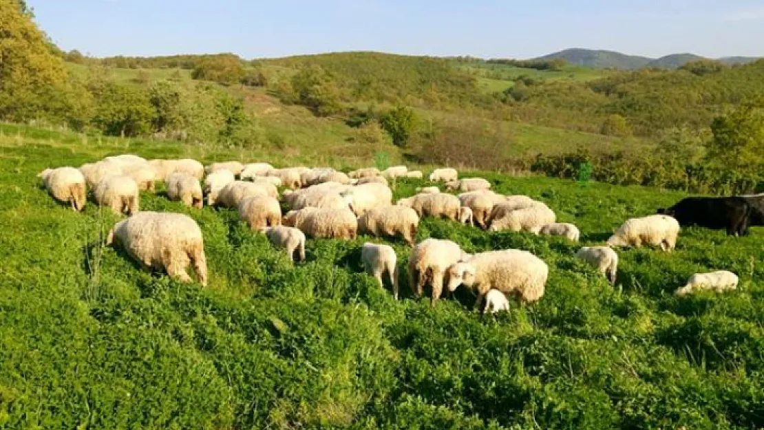 Bingöl'de 2023 yılı kiraya verilecek yayla ve meraların kira bedelleri ve ihale tarihleri belli oldu