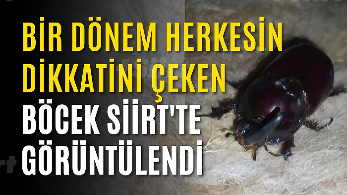 Bir dönem herkesin dikkatini çeken gergedan böceği Siirt'te görüntülendi