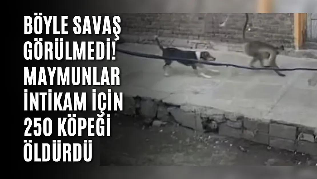 Böyle Savaş Görülmedi! Maymunlar intikam için 250 köpeği öldürdü