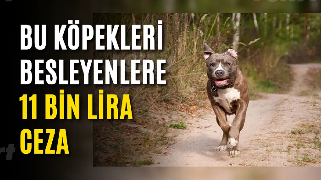 Bu Köpekleri Besleyenlere 11 Bin Lira Ceza