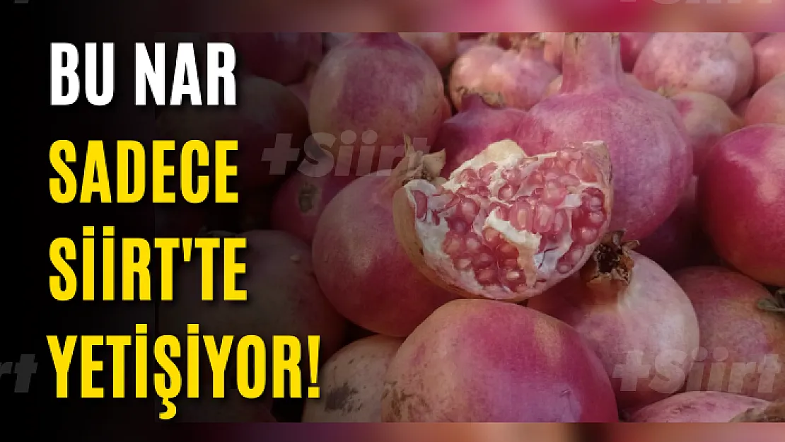 Bu nar sadece Siirt'te yetişiyor! Zivzik Narı Piyasada