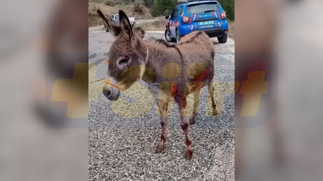 Bu nasıl vicdan! Siirt'te aracın arkasına bağladıkları eşeği sürüklediler!