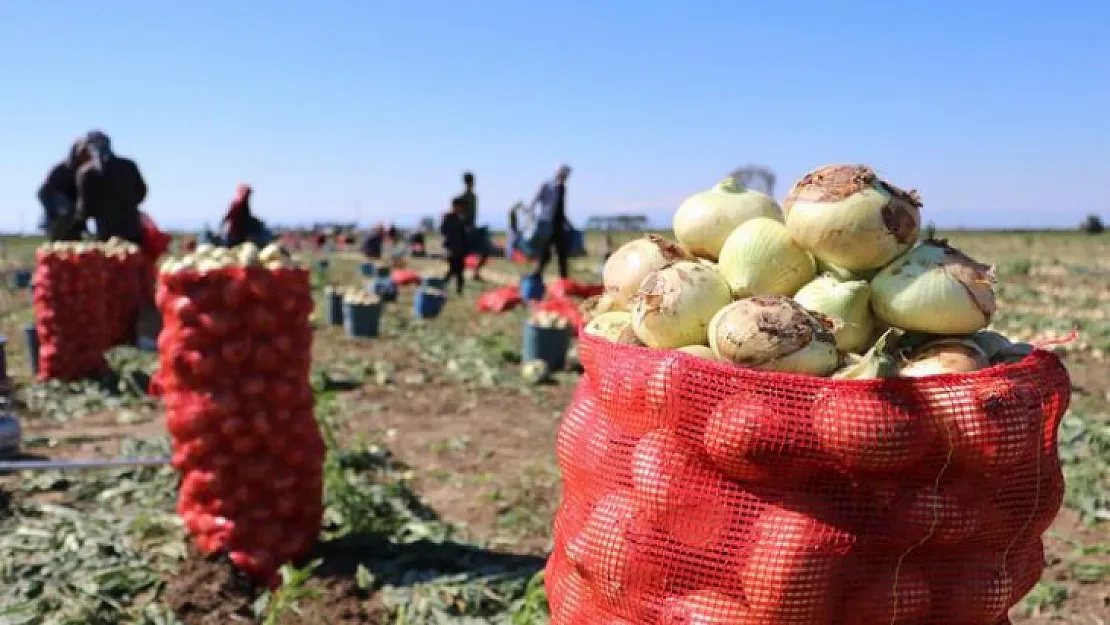 Bu yıl iki kat ekildi, hasat başladı! Soğan fiyatları düşecek