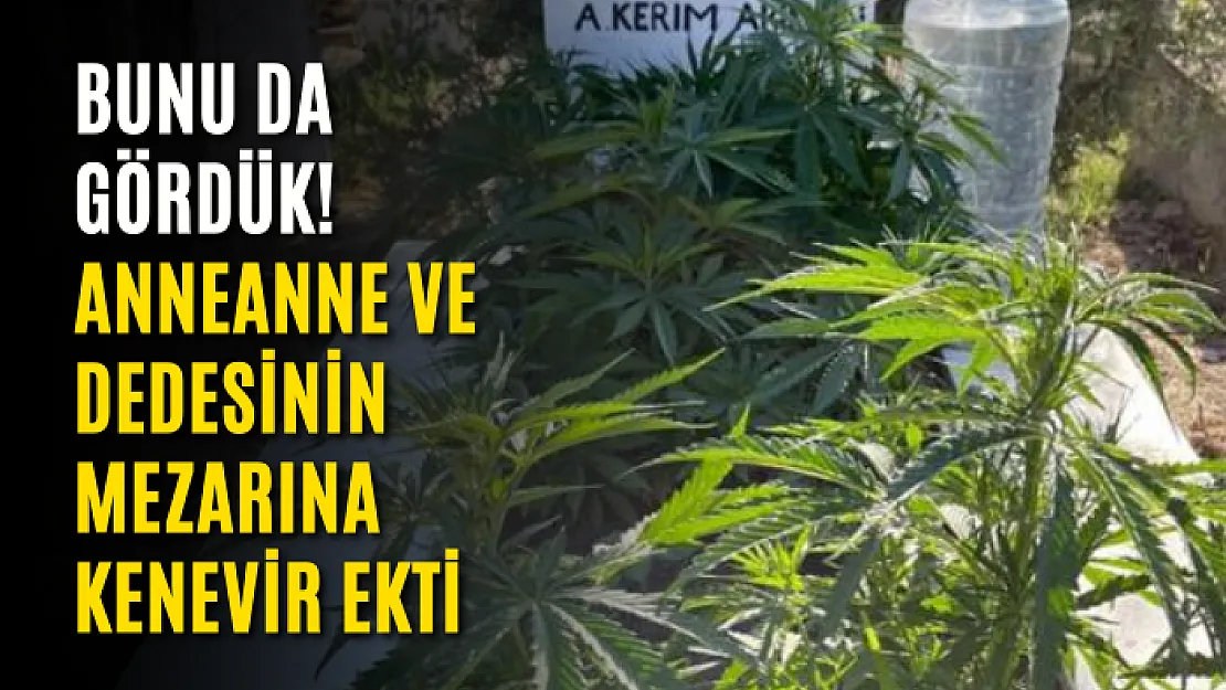 Bunu da gördük! Anneanne ve dedesinin mezarına kenevir ekti