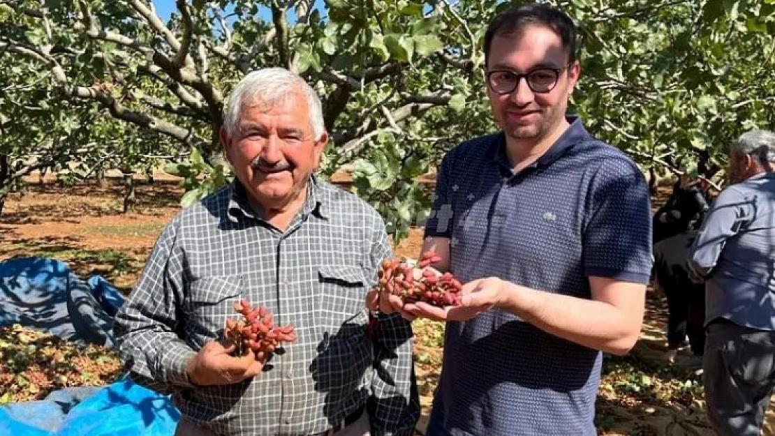 Burdur'da Siirt Fıstığı Hasadı Yapıldı!