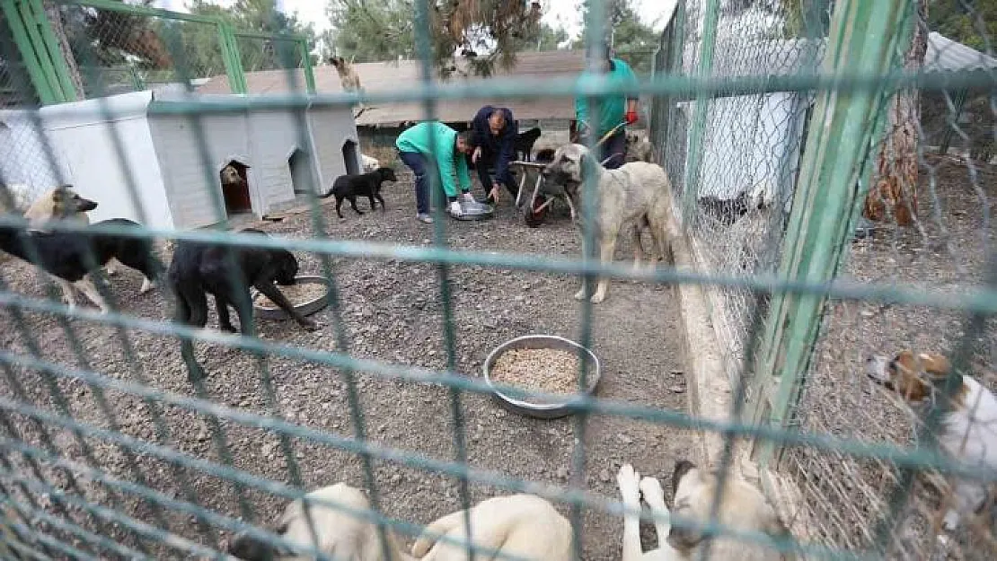 Büyükşehir'in sokak hayvanları için kurduğu model Türkiye'ye örnek oluyor