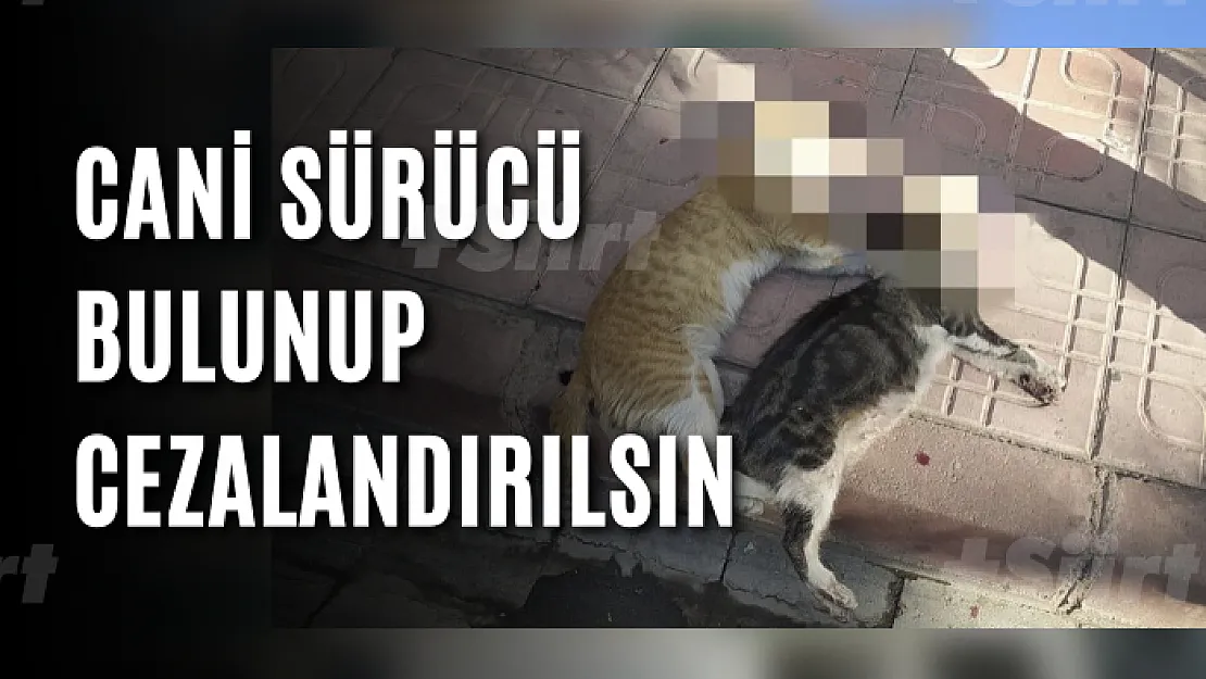 Siirt'te Vicdansız Sürücü Biri Hamile 2 Kediyi Ezip Kaçtı!