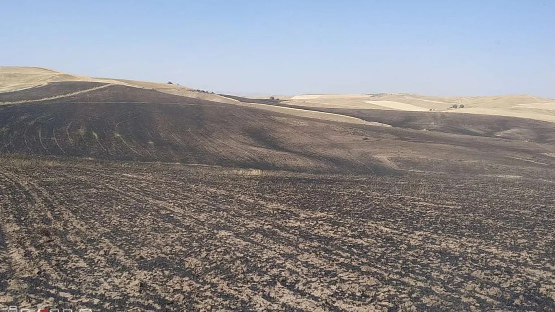 Çıkan yangında 200 dönüm buğday tarlası yandı