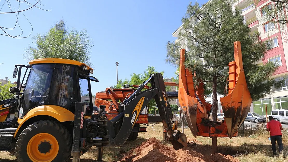 Sökülen Ağaçlar Zarar Görmeden Yeni Yerlerine Yerleştirildi