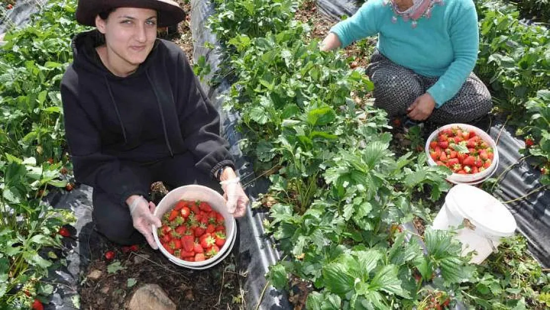 Devlet desteğiyle kurulan çilek bahçeleri yüzlerce kadına iş olanağı sağlıyor