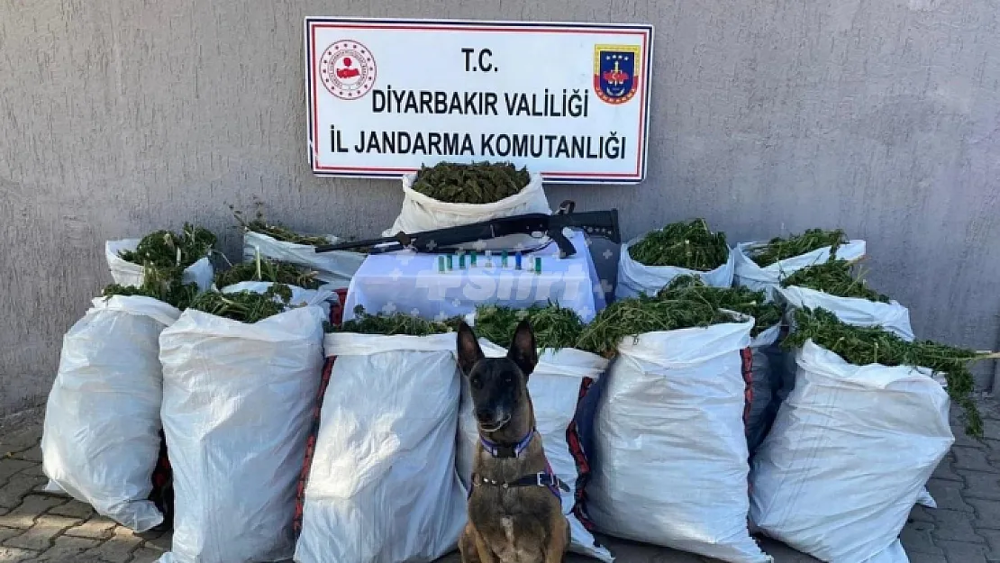 Diyarbakır'da 177,6 Kilo Esrar Ele Geçirildi