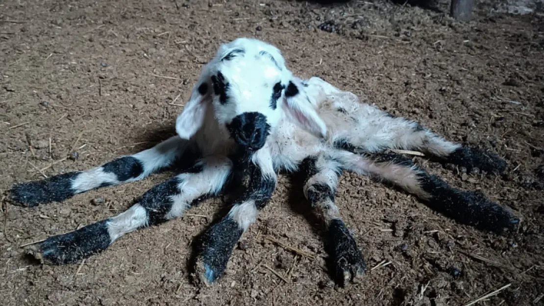 Diyarbakır'da bir kuzu 6 ayaklı olarak doğdu