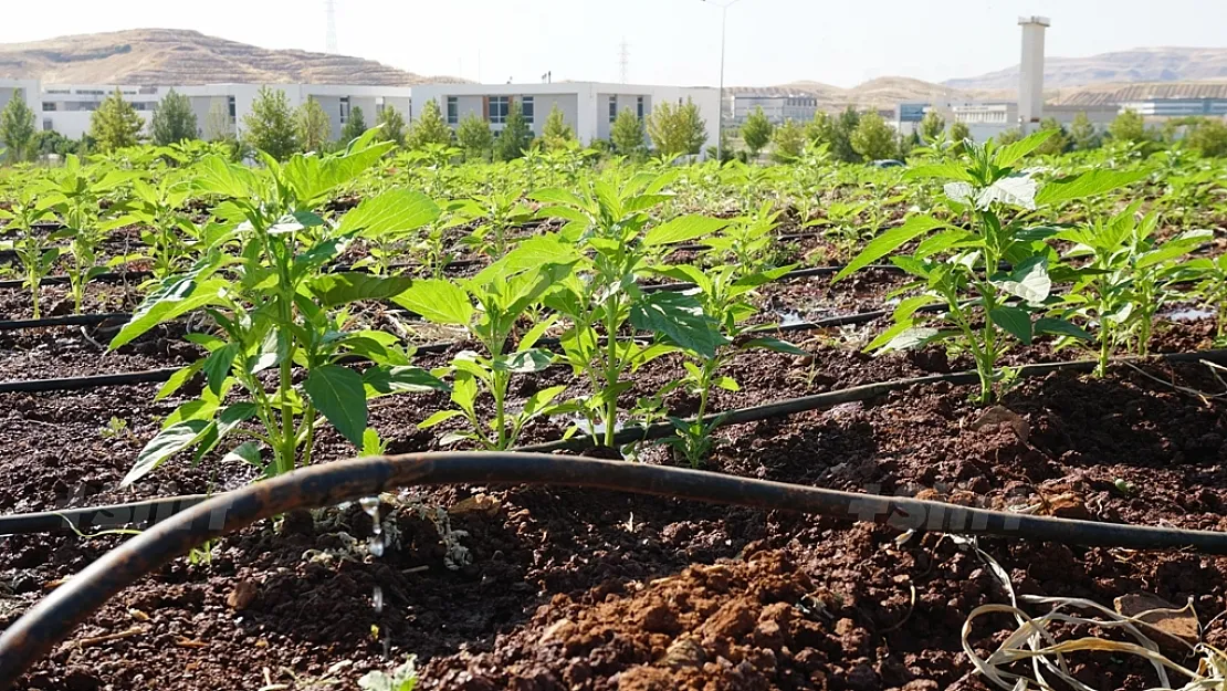 Akdeniz'in 'susamı' Siirt iklimine uyum sağladı