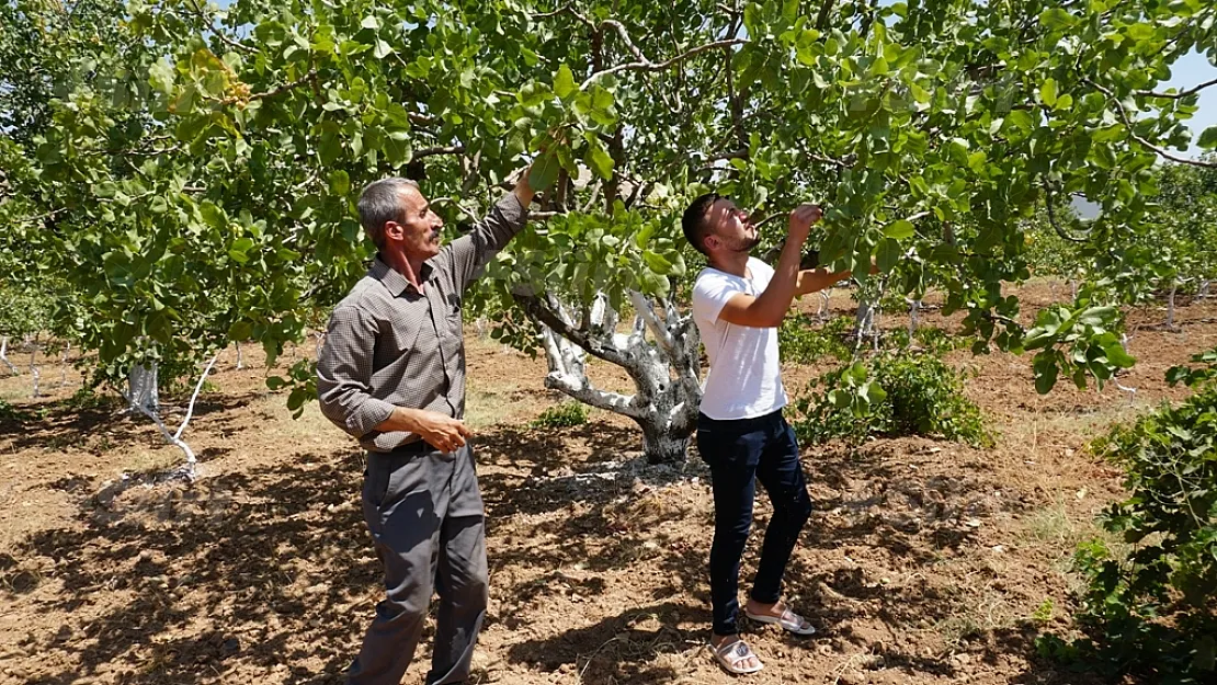 Siirtli çiftçiler, bekçilerin fıstık bahçelerini korumasını istiyor