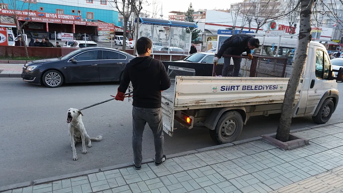 Siirt'te Başıboş Sokak Köpekleri Toplatılıyor