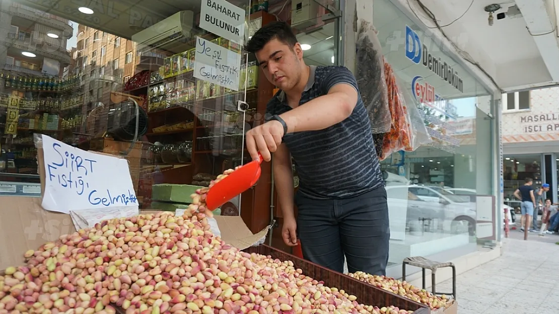 Fıstık Sezonu Açıldı