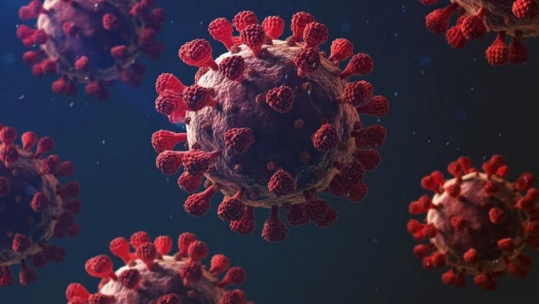 Dünya Sağlık Örgütü'nden Chikungunya Virüsü Uyarısı