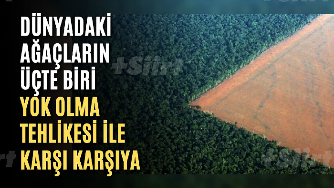 Dünyadaki ağaçların üçte biri yok olma tehlikesi ile karşı karşıya