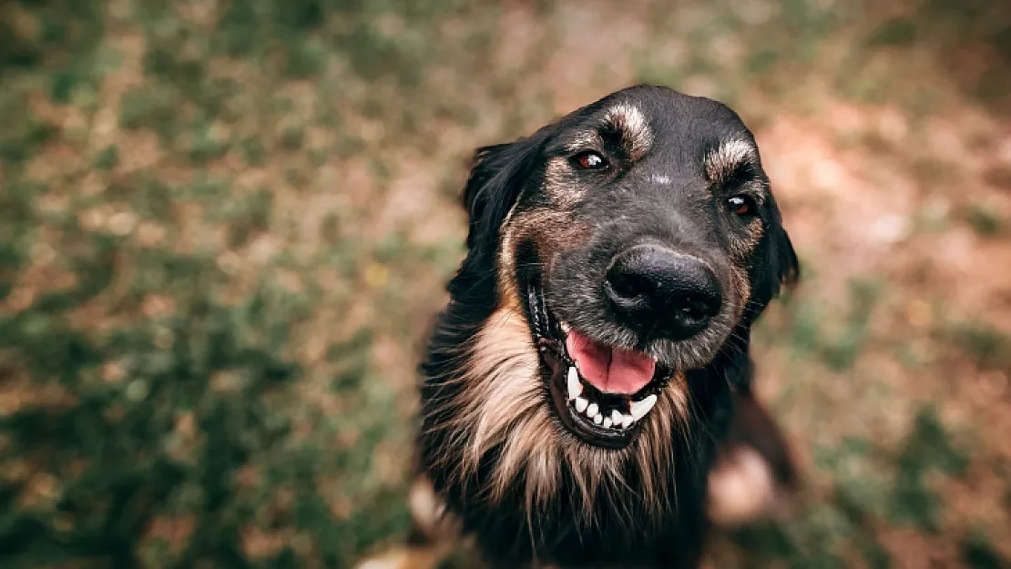 Dünyanın en akıllı köpek cinsi belli oldu