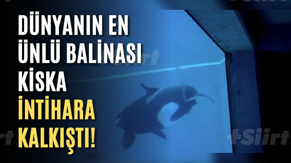 Dünyanın en ünlü balinası Kiska intihara kalkıştı! 10 yıldır yalnız yaşadığı için psikolojisi bozulmuş