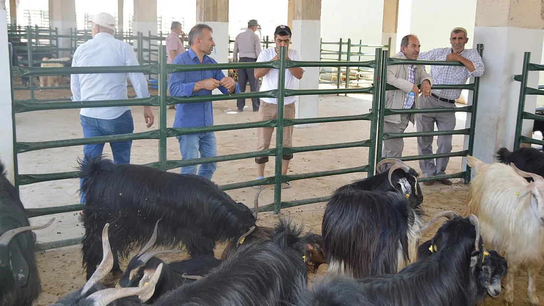 Siirt Valiliğinden Normalleşme Adımı! Hayvan Pazarı Açılıyor