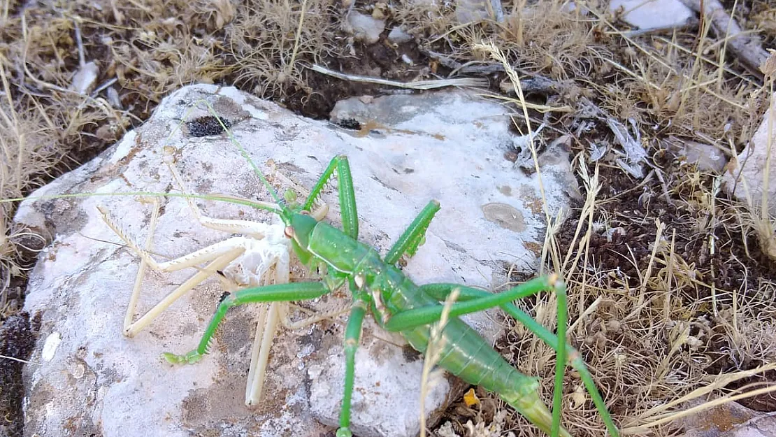 Siirt'te Et Yiyen Çekirge Görüldü