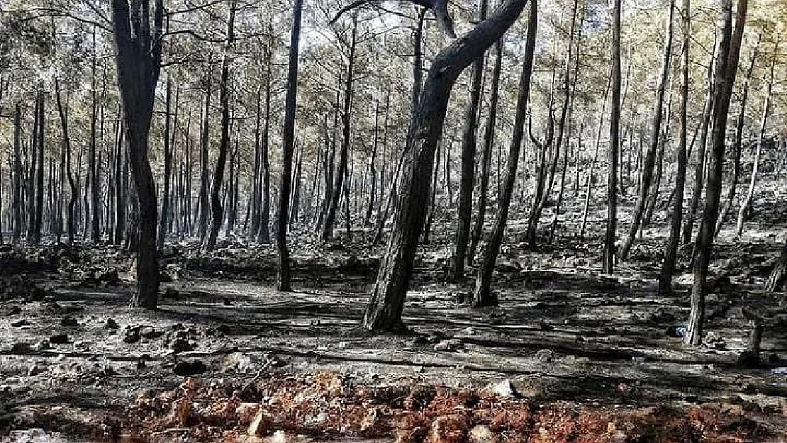 Yangınlarından Etkilenen Alanlar, 'Afet Bölgesi' İlan Edildi