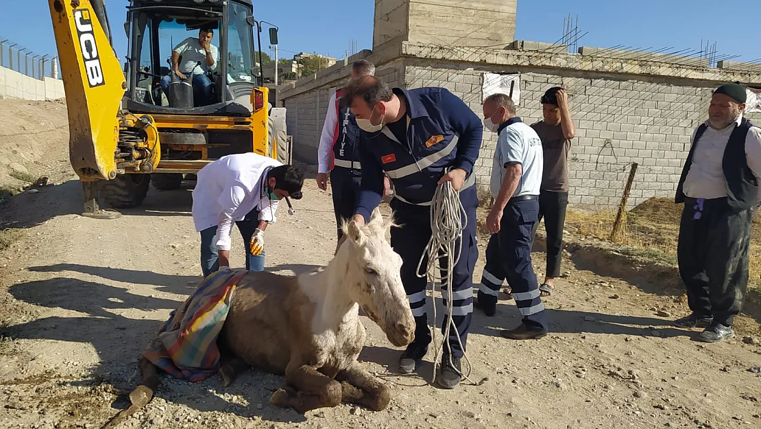 Siirt'te Dere Yatağına Düşen At Kurtarıldı
