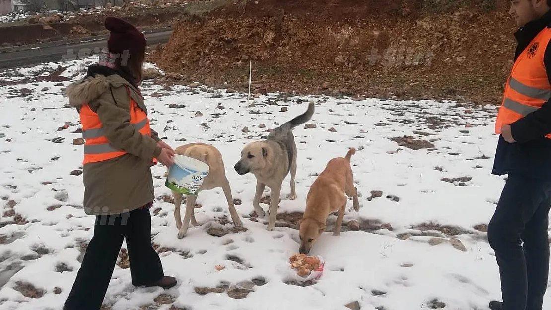 Siirt'te sokak hayvanları unutulmuyor