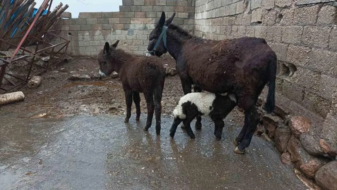 Eşek kuzuya annelik yapıyor