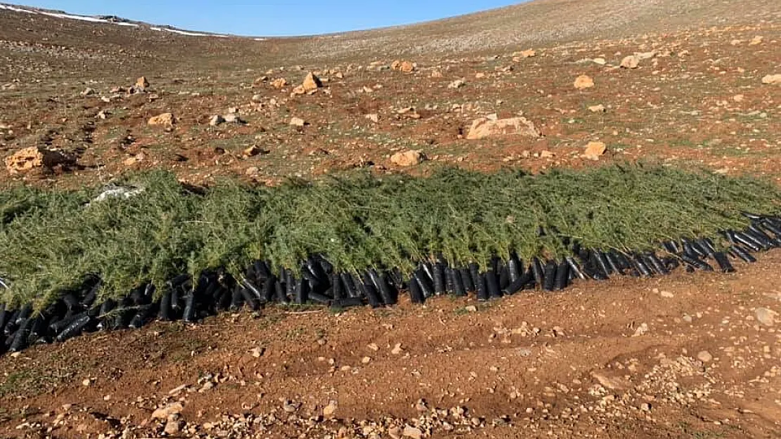 Siirt'te 60 Bin Fidan Dikimi Çalışmalarına Başlandı